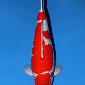 Enter the Kohaku Draw